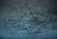 by an elefant
